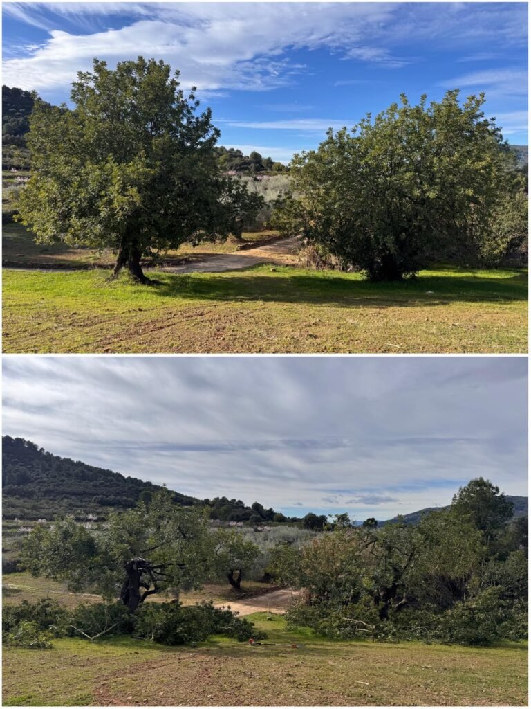 servicios de jardinería en Castellón