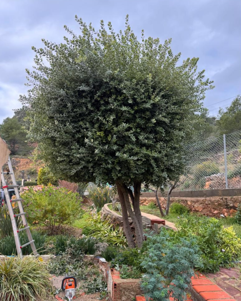 servicios de jardinería en Castellón