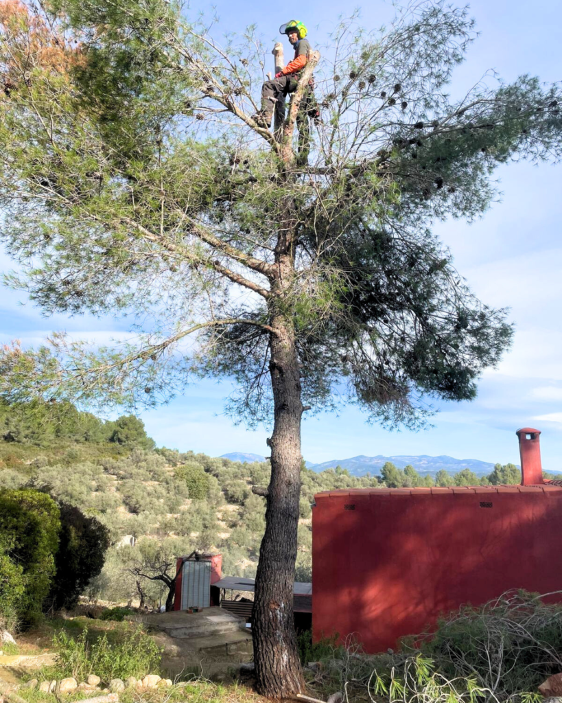 servicios de jardinería en Castellón
