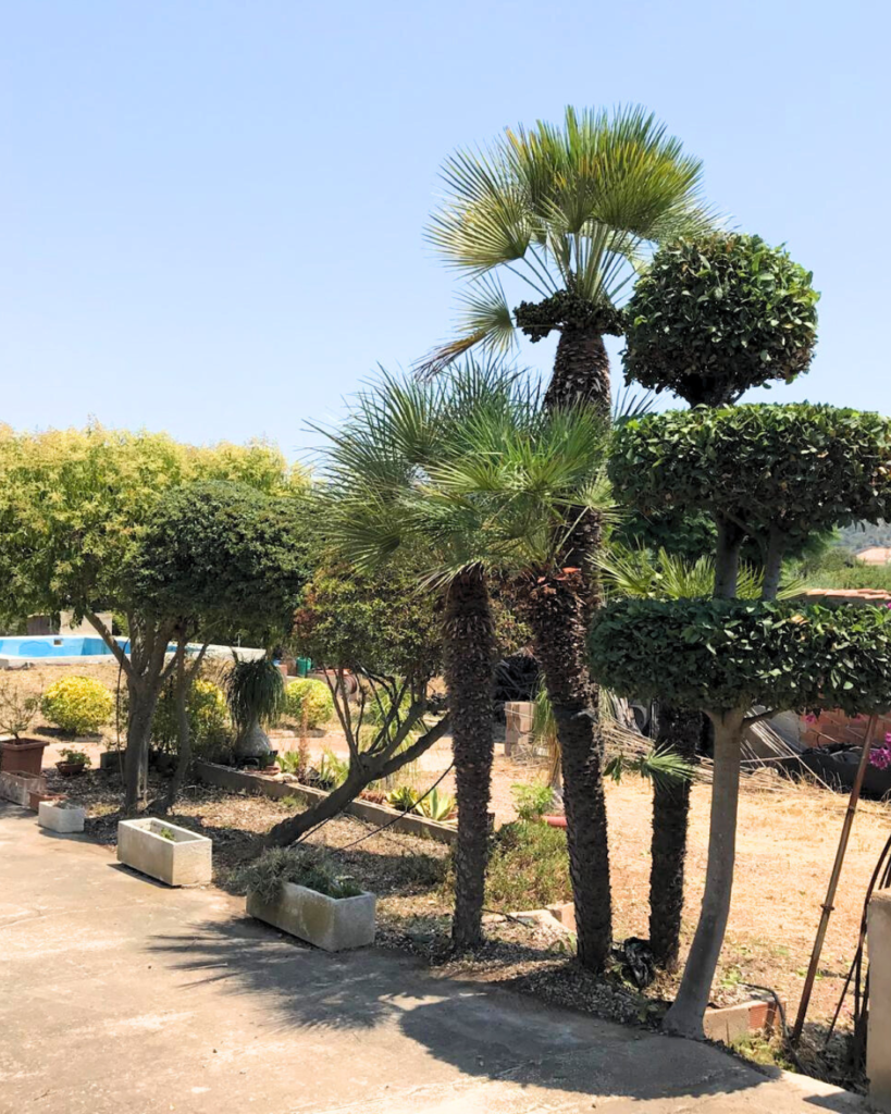 servicios de jardinería en Castellón