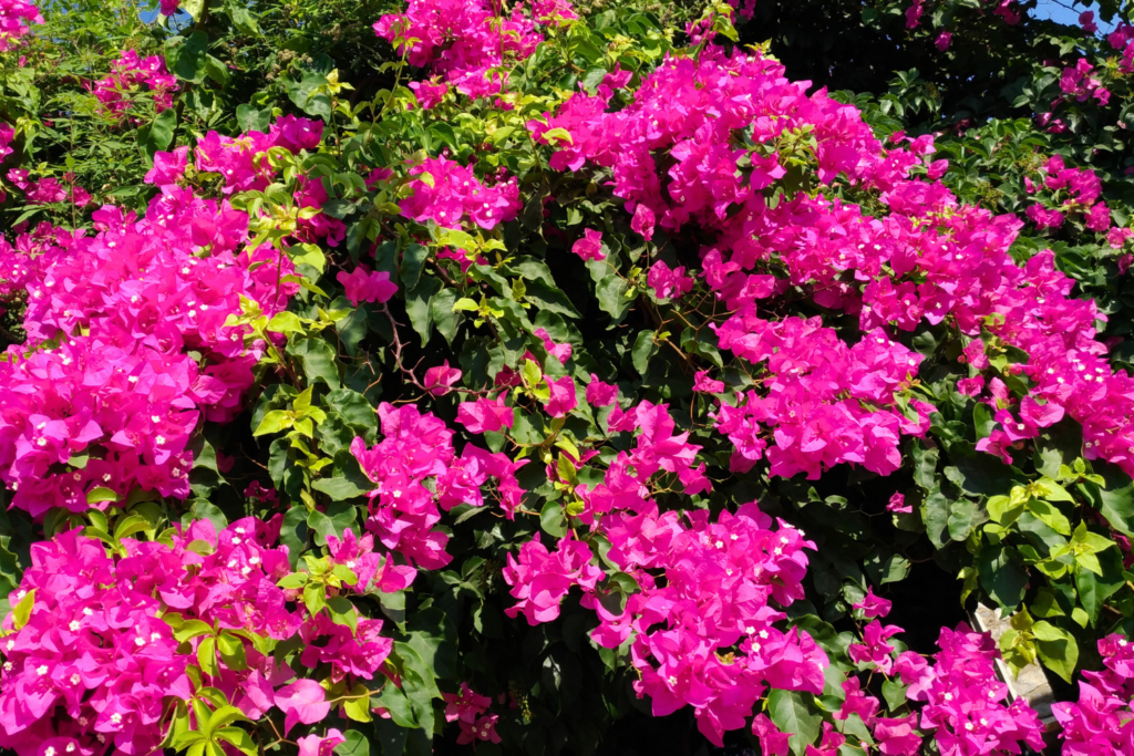 Cómo mantener el jardín en verano