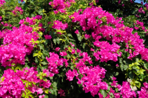 Cómo mantener el jardín en verano