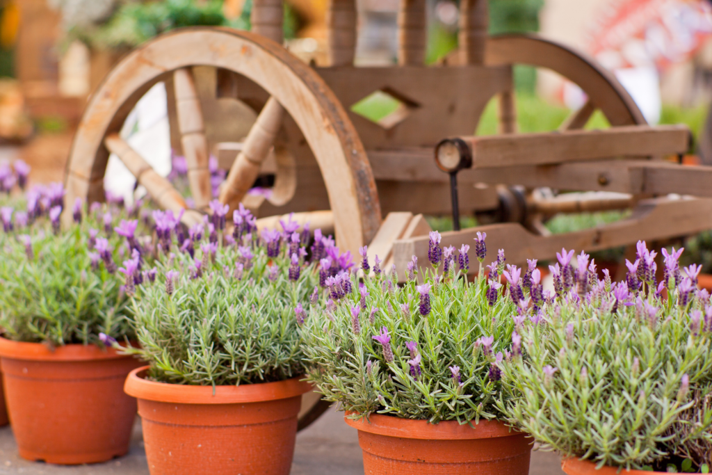 Lavanda