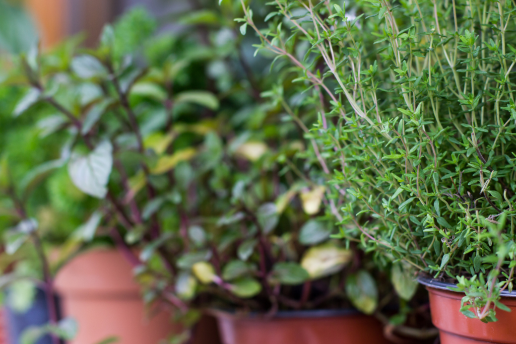 plantas resistentes al sol