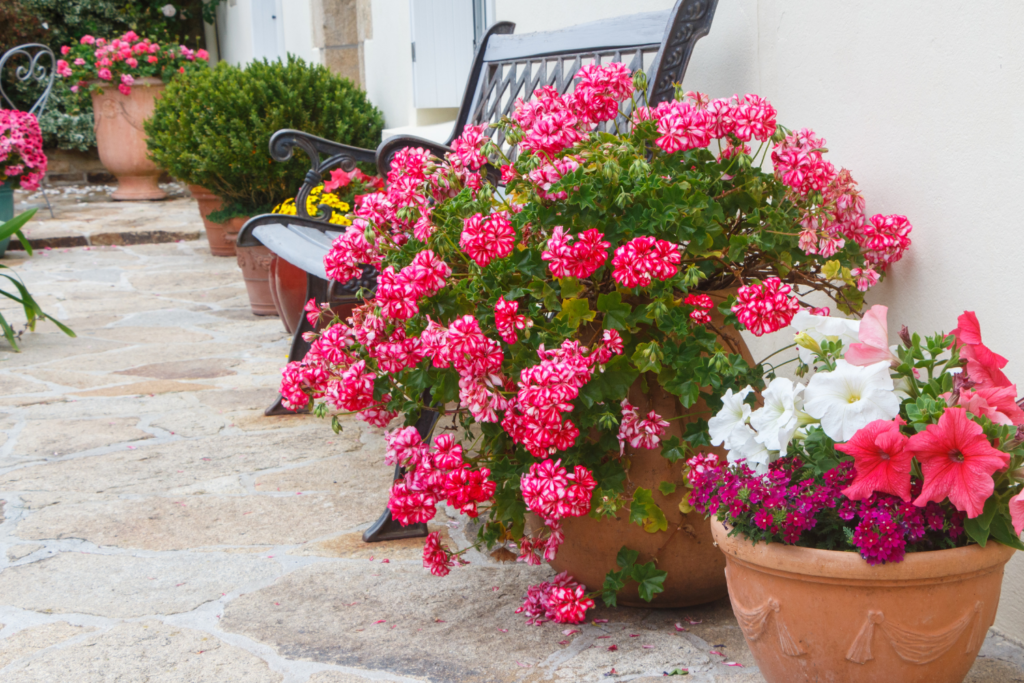 plantas resistentes al sol
